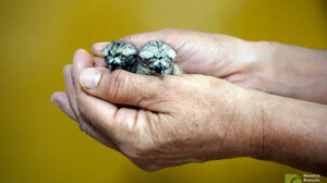 Αρπακτικά: Ο πλούτος της Κρήτης και οι κίνδυνοι που αντιμετωπίζουν