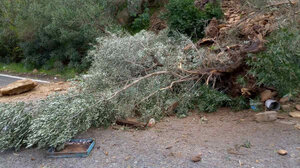 Δέντρο έπεσε και έκλεισε τον δρόμο