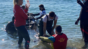 Χανιώτες στην επιχείρηση διάσωσης της φάλαινας στον Άλιμο