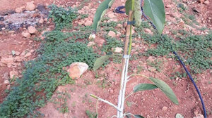 Ξερίζωσαν και έκλεψαν φυτεμένα δενδρύλλια αβοκάντο