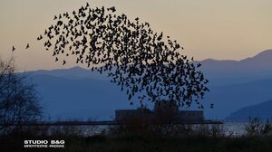 Χιλιάδες ψαρόνια στον ουρανό του Ναυπλίου