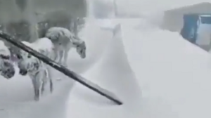 Ακραίες καιρικές συνθήκες στην Τουρκία - Πάγωσαν ζώα