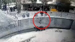 Μητέρα πέταξε την τρίχρονη κόρη της σε κλουβί αρκούδας! 