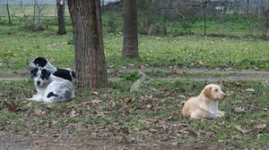 Σοβαρά προβλήματα επιβίωσης για τα αδέσποτα, λόγω χαμηλών θερμοκρασιών και αδιαφορίας