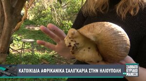 Κατοικίδια αφρικανικά σαλιγκάρια στην Ηλιούπολη