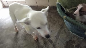 Δύσκολο Σαββατοκύριακο και για τα σκυλάκια στο Κυνοκομείο