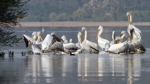 Νεκροί περισσότεροι από 500 αργυροπελεκάνοι, στην Πρέσπα