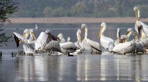 Αποφασίστηκε η περισυλλογή των νεκρών Αργυροπελεκάνων στη Μικρή Πρέσπα