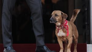 Κάποιος δεν συμπαθεί καθόλου τον Άκη Σκέρτσο στο Μέγαρο Μαξίμου