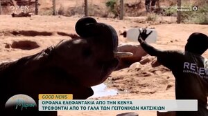 Ορφανά ελεφαντάκια τρέφονται από το γάλα των γειτονικών κατσικιών