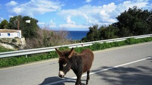 Γαϊδουράκια βγήκαν "βόλτα" στην εθνική οδό