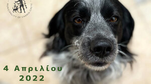 Προχωρά η διαδικασία για την κατασκευή του καταφυγίου και κλινικής αδέσποτων ζώων στο Ακρωτήρι Χανίων