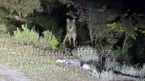 Λύκοι στο Θεολόγο Φθιώτιδας