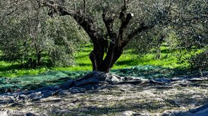 Η αρχαία ελληνική διατροφή στο πανεπιστήμιο Yale! 