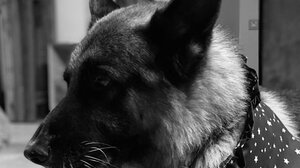 Βίντεο-ντοκουμέντο για το άτομο που σκότωσε τον «Μπλε»