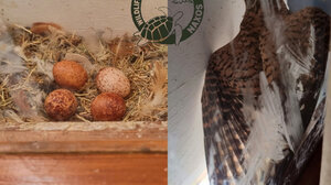 Ξενοδοχείο δεν ανοίγει παράθυρο δωματίου για να κλωσήσει γεράκι τα αυγά του