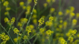 Το φάρμακο των αρχαίων Ελλήνων που συνοδεύει πλέον πολλά φαγητά