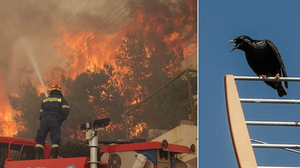 "Ένα... πουλί φταίει για τη φωτιά στη Βούλα!" - Χαμός στο Twitter 