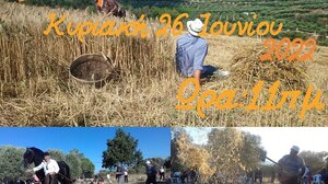 Το αλώνισμα της ταγής αναβιώνει στη Μονή Μαλεβιζίου