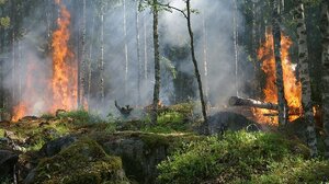  Λίβανος: Υπό έλεγχο η πυρκαγιά στο μεγαλύτερο πευκοδάσος της χώρας