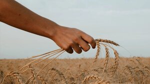  Σταματούν προσωρινά οι εισαγωγές ουκρανικών σιτηρών στην Πολωνία