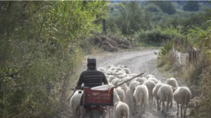 Συλλογή με 1000 γκλίτσες στην Κορυφή Βοΐου