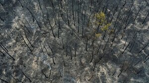 Οριοθετημένη η πυρκαγιά στο Εθνικό Πάρκο Δαδιάς