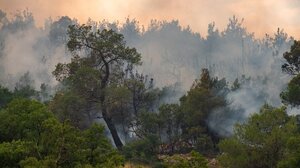 Φωτιά στη Δαδιά: Οκτώ μέρες μάχης με τις φλόγες 