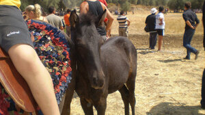 Εκδηλώσεις για το Γεωργαλίδικο άλογο στην Ιεράπετρα