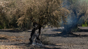 Σε ύφεση και χωρίς ενεργό μέτωπο η φωτιά στην Ηλεία