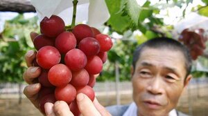 Ιαπωνία: Γιατί ένα τσαμπί σταφύλι αγοράστηκε έναντι 10.700 ευρώ