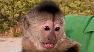 Μαϊμού κάλεσε την αστυνομία προκαλώντας πανικό σε ζωολογικό πάρκο