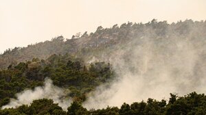 Σκρέκας: Ξεκινά η διαδικασία αποκατάστασης στο δάσος της Δαδιάς