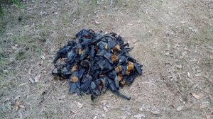 Τι είναι η «βροχή ζώων» και γιατί συμβαίνει