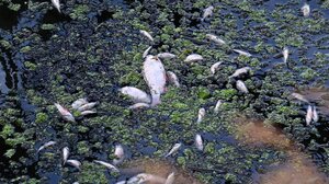 Γερμανία: Ποιο θα είναι το μέλλον του ποταμού Όντερ;