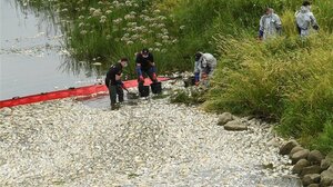 Στην υπερανάπτυξη τοξικών φυκιών ενδέχεται να οφείλεται ο μαζικός θάνατος ψαριών