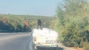 Είχε τον σκύλο στην καρότσα αγροτικού που μεταφέρει τσουβάλια!