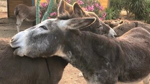 Στην Έδεσσα ο γάιδαρος έγινε άγαλμα και στη «Γαϊδουροχώρα» μάθημα συμπεριφοράς σε μαθητές