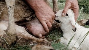 Το ντοκιμαντέρ ΠΝΕΥΜΑ ΓΗΓΕΝΕΣ κέρδισε το ειδικό βραβείο ΟΔΥΣΣΕΑΣ 