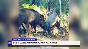 Αγριογούρουνα και λύκοι… μπαίνουν στις πόλεις