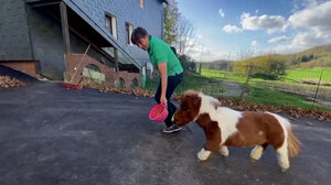 Πόνυ-νάνος υποψήφιο για το Ρεκόρ Γκίνες