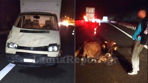 Τροχαίο με αγελάδα στην εθνική οδό 