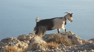 Φλόριντα της Ευρώπης, Καλιφόρνια της Ευρώπης ή απλά Κρήτη;