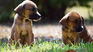 Η Νέα Υόρκη απαγορεύει στα pet shop να πωλούν σκύλους, γάτες και κουνέλια