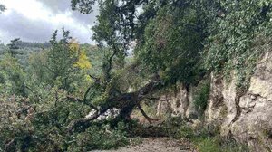 Ρέθυμνο: Δέντρο έπεσε ελάχιστη ώρα αφού πέρασε το σχολικό!