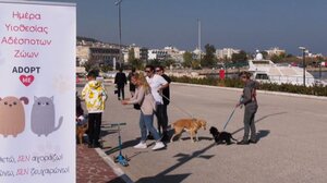 Μυτιλήνη: Πάνω από 100.000 ευρώ ανείσπρακτα πρόστιμα για τα αδέσποτα