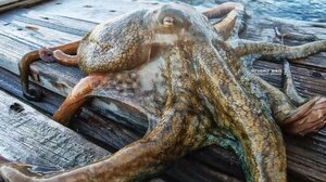 Xταπόδι βγήκε στη ... στεριά