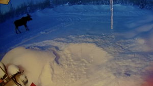 Τάρανδος ρίχνει τα κέρατά του έξω από σπίτι, τρομάζει και γίνεται viral