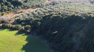 Γεράκι επιτίθεται σε σμήνος πουλιών - Εντυπωσιακό βίντεο