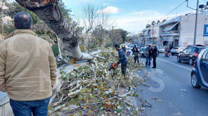 Οι εξετάσεις οδηγούν σε αναβολή κοπής των δέντρων